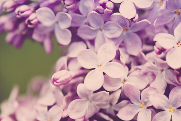 persian lilac flowers. Beautiful spring background of flowering lilac. Selective soft focus, shallow depth of field.