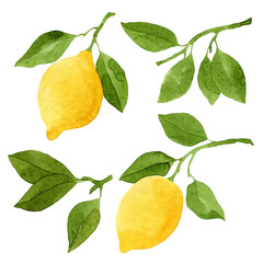 Watercolor lemons set. Botanical illustration.