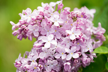 persian lilac flowers. Beautiful spring background of flowering lilac. Selective soft focus, shallow depth of field.