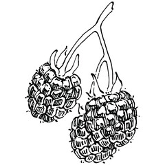 Raspberry isolated vector drawing. Organic essential oil engraved style sketch. Beauty and spa, cosmetic ingredient. Great for label, poster, flyer, packaging