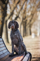 German Shorthaired pointer in the Park