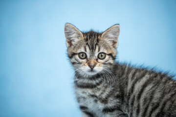 Naklejka na ściany i meble Small striped kitten very curious before the camera