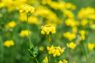 Common bird's foot trefoil (Lotus corniculatus). High quality forage and also a invasive species in Australia.