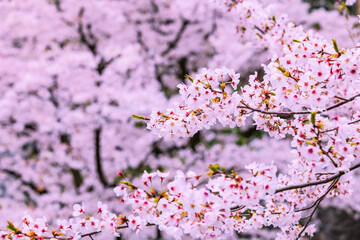 Obraz premium 桜