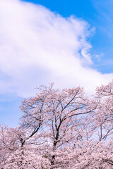 Obraz na płótnie Canvas 桜と雲