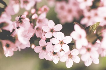 Fototapeta premium Blossom.