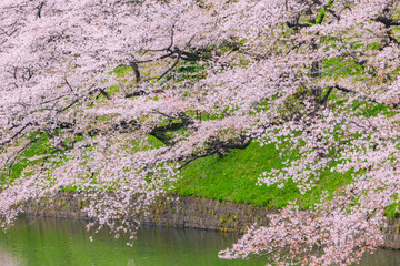 Obraz na płótnie Canvas 池と桜並木