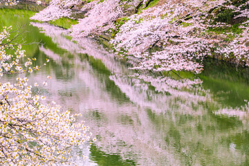 池と桜並木
