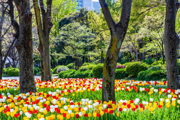 チューリップ咲く公園　東京