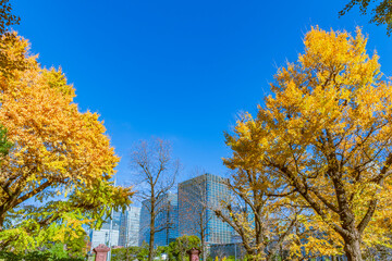 秋の東京都市風景