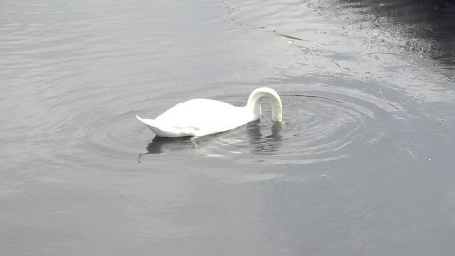 Swan, Cygnus olor, swims on the water of a pond and dives with its long neck for green food, which it chews up