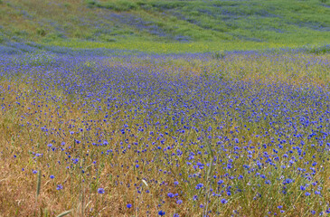 field of wildflower