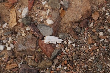 Remains of old dry jaw of some animal eaten by predators in the desert