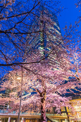 イルミネーションの桜と高層ビル　夜景