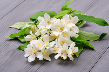 Beautiful blooming jasmine with green leaves on a grey wooden background.