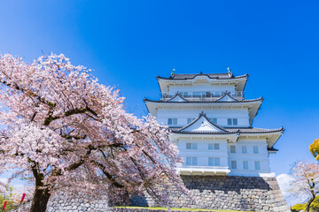 小田原城と桜