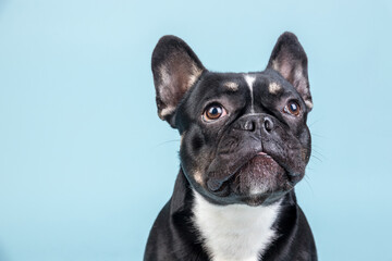 French Bulldog vor blauem Hintergrund