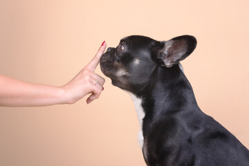 Französische Bulldoge mit Finger vor dem Mund
