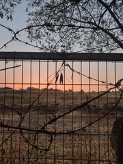 sunrise through the fence