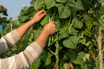 farmer hand picking haricot on the vegetable garden. Organic farming concept