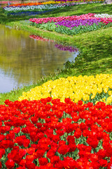 水辺のチューリップの花畑