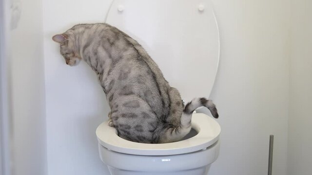 silver spotted bengal cat on a human toilet, close up. Smart pet at home uses wc.