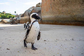 Wild african penguin walking on sand at Boulders beach, Cape town