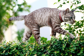 Obraz premium Lovely gray cat walking at outdoor