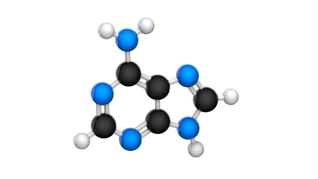 Molecular structure of Vitamin B4 (Adenine). 3D render. Seamless loop. Chemical structure model: Ball and Stick. White background.