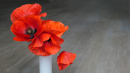 very smart fresh red poppies in a white vase on wooden tile background - copy space
