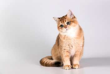 A cute red kitten of the British breed beautifully bent, sits on a grey background. Studio light....