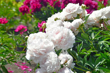 Bushes of beautiful peony flowers in the garden