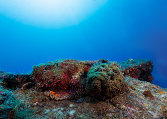 Synanceia verrucosa, reef stonefish, in Maldives. Stonefish are one of the most venomous creatures on Earth.