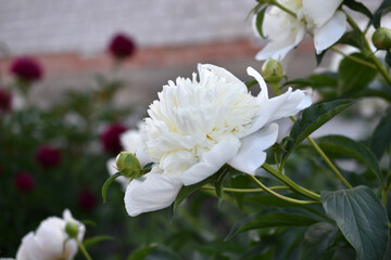 Bushes of beautiful peony flowers in the garden