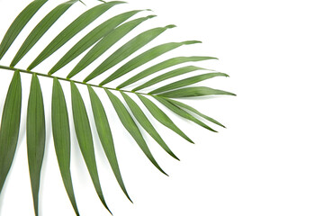 Fototapeta na wymiar Houseplant palm leaf isolated on white
