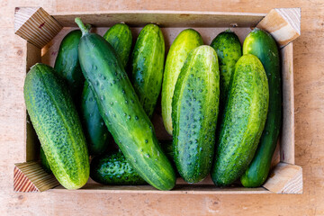 Close-up of some fresh and organic cucumbers.