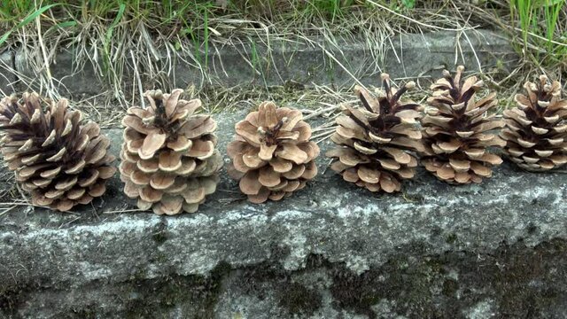 Several open pine cones stand in a row on a wall