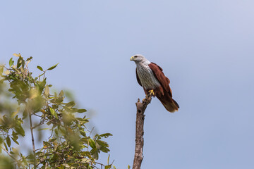 Brahminy kite (Haliastur indus) at Sundarban National Park, West Bengal, India.