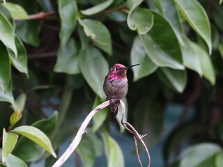Hummingbird resting on a branch