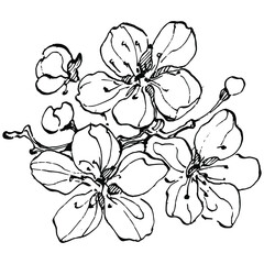 Hand drawn Sakura floral logo, frame, border, promo element. Brand emblem template. Minimalistic monogram. Rustic elegant trademark or logotypes background.
