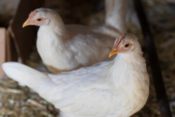 Two chickens inside a chicken coop both facing left