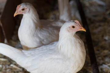 Two chickens inside a chicken coop facing opposite of each other