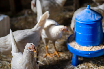 Chickens in a coop around the feeder with one chicken in focus in the foreground