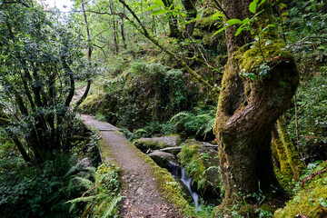 Footbridge in a forest