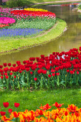 水辺のチューリップ