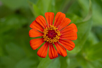 Closeup of orange zinnia flower in garden with green leaf background