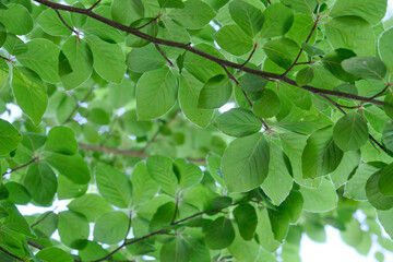 Fototapeta na wymiar Beech tree green foliage