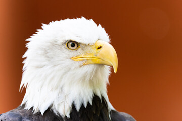 Fototapeta premium Bald Eagle