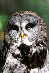 Great Grey Owl