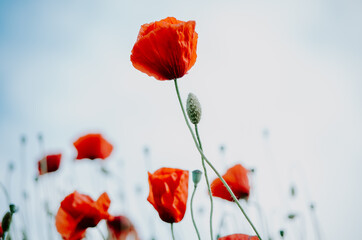 Moody selective focus of elegant red poppy flowers growing interlaced in a field of wild red poppies bokeh background against pastel blue sky